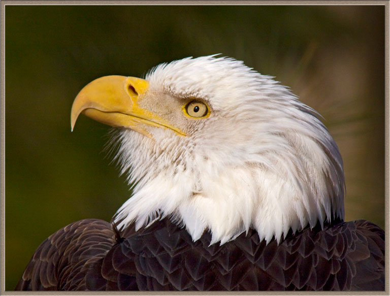 Eagle Gazing Skyward
